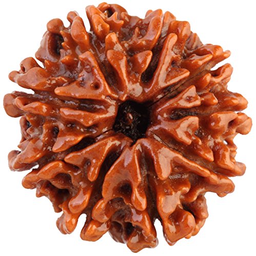 Sacred Rudraksha