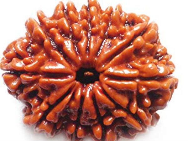 11 Face Rudraksha | Gyarah Mukhi Rudraksha