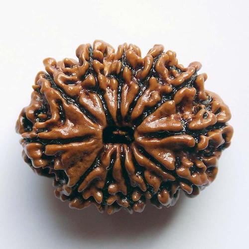 12 Face Rudraksha | Barah Mukhi Rudraksha