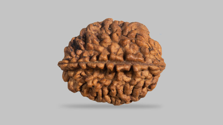 2 Face Rudraksha | Do Mukhi Rudraksha