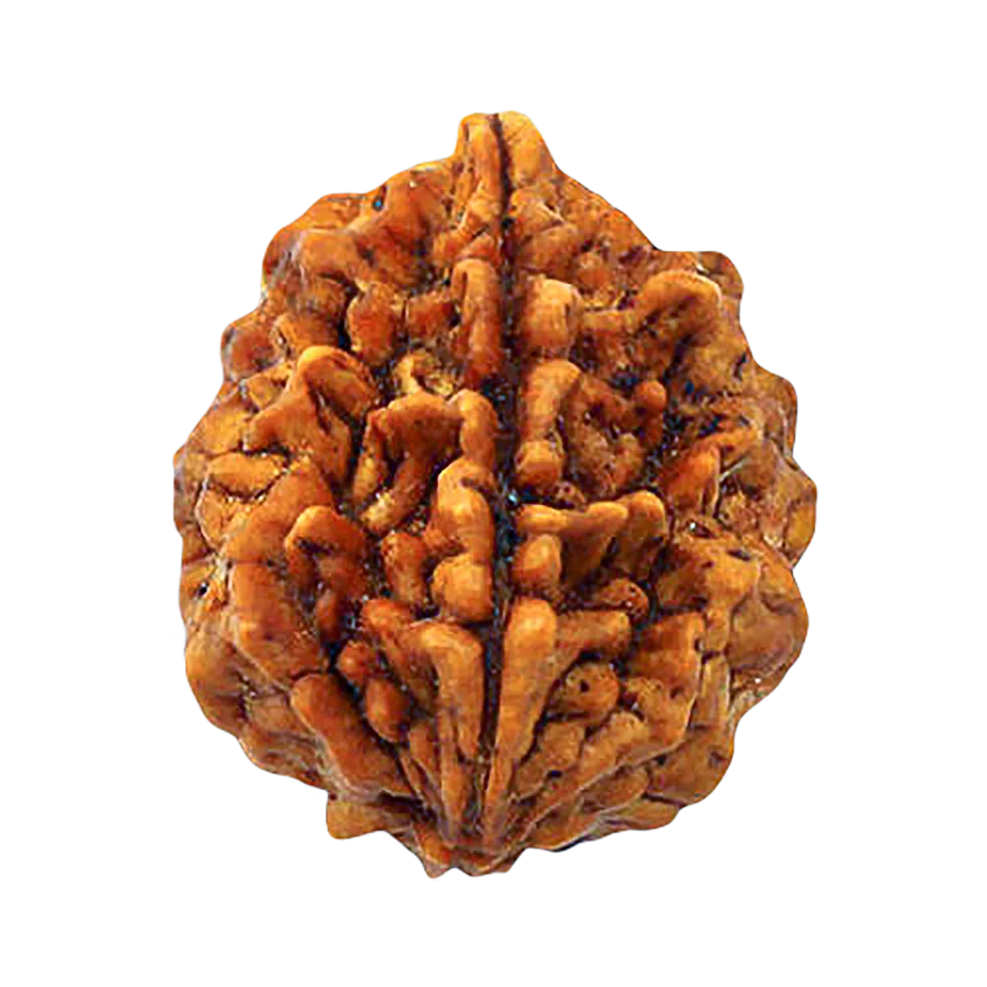 2 Face Rudraksha | Do Mukhi Rudraksha