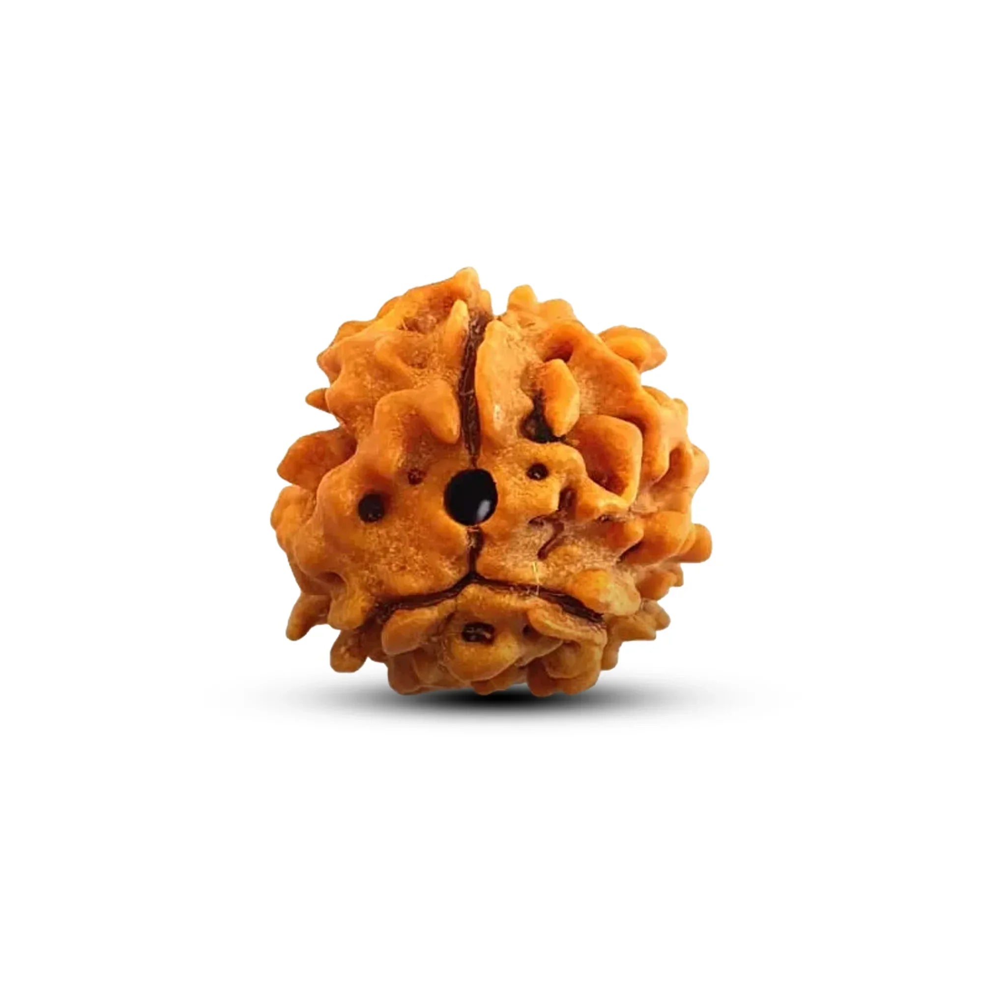 3 Face Rudraksha | Teen Mukhi Rudraksha