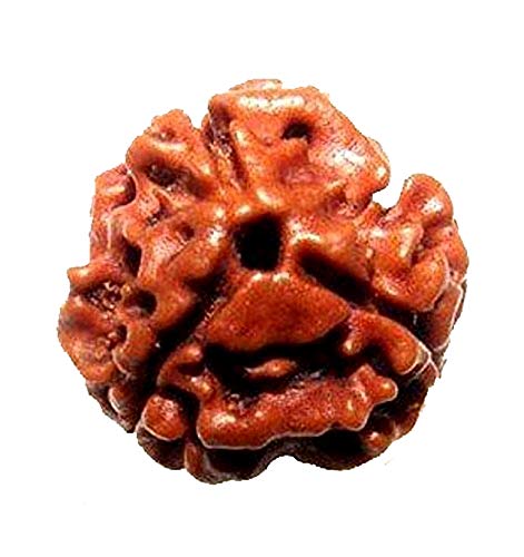 3 Face Rudraksha | Teen Mukhi Rudraksha
