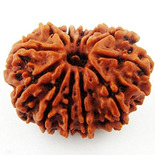 12 Face Rudraksha | Barah Mukhi Rudraksha