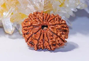 11 Face Rudraksha | Gyarah Mukhi Rudraksha