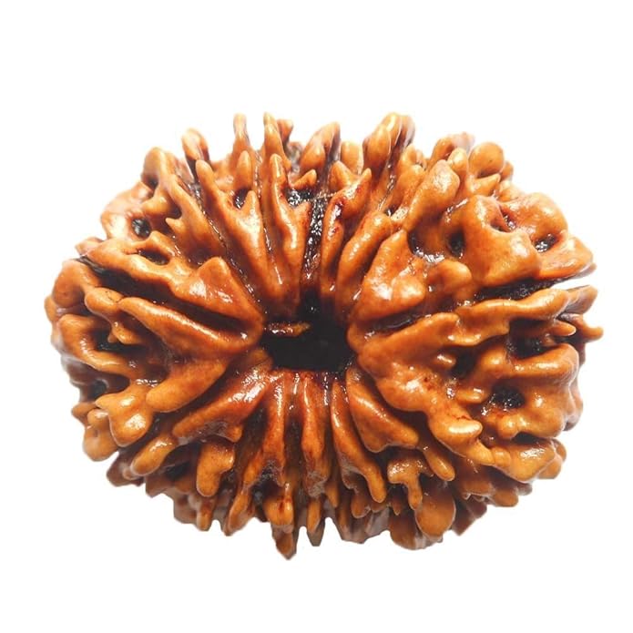 13 Face Rudraksha | Terah Mukhi Rudraksha