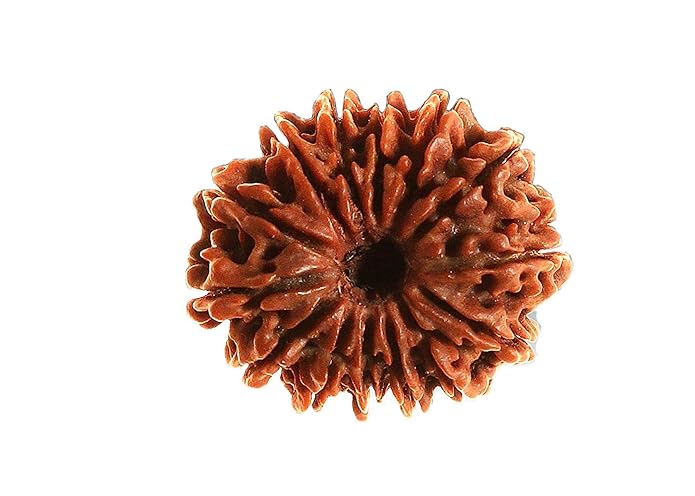 14 Face Rudraksha | Chaudah Mukhi Rudraksha