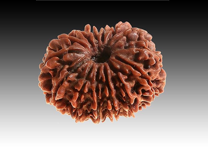 14 Face Rudraksha | Chaudah Mukhi Rudraksha