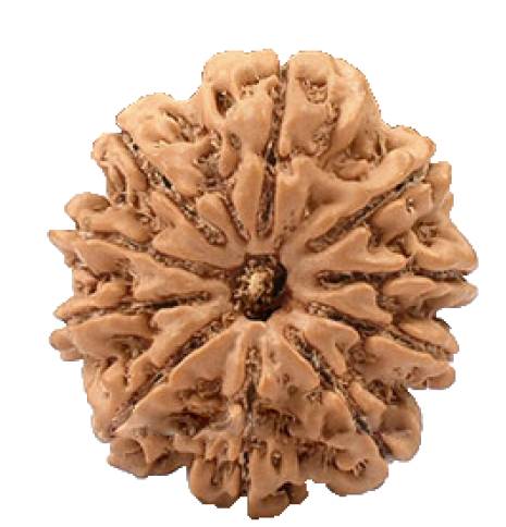 10 Face Rudraksha | Das Mukhi Rudraksha