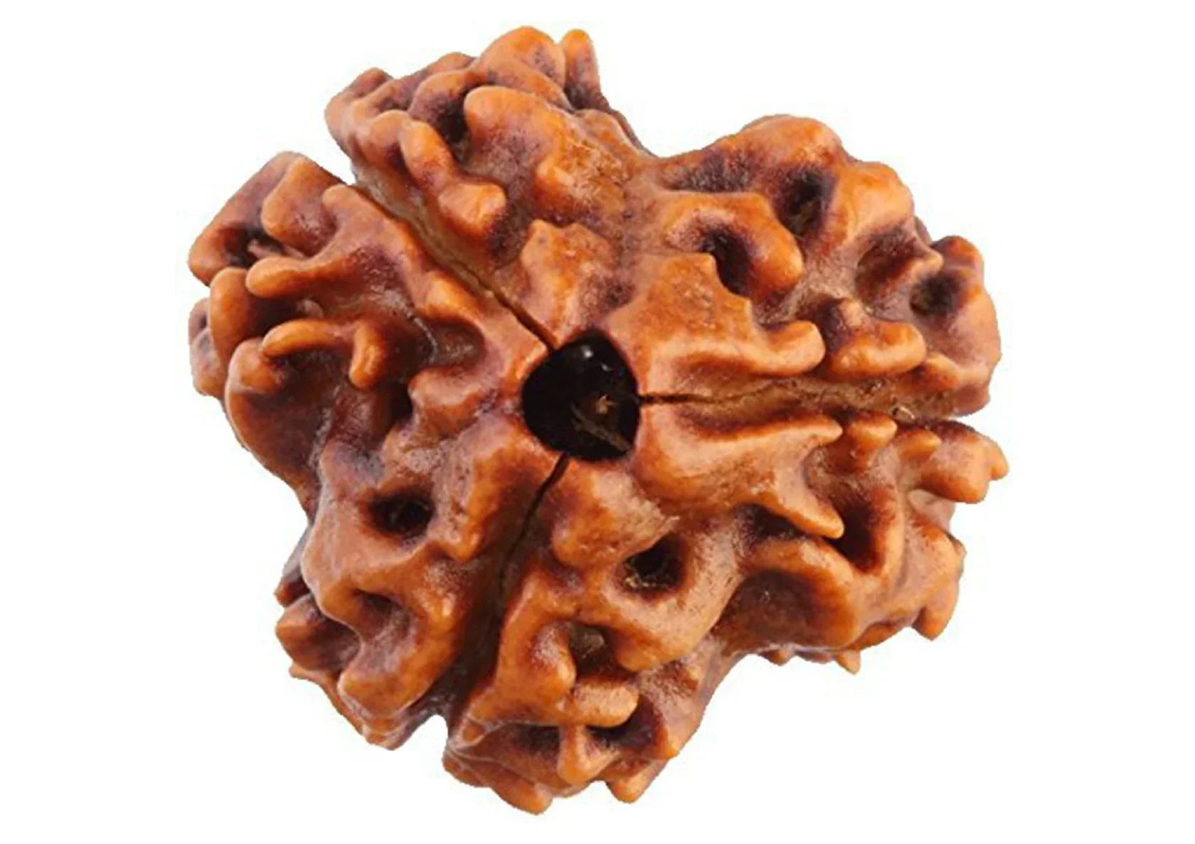 3 Face Rudraksha | Teen Mukhi Rudraksha